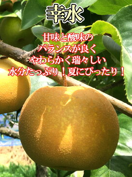 9月上旬発送　幸水 訳あり　減農薬 長野県産 5キロ　おまけ付き　レビューを書いたら200円クーポン