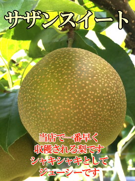 8月下旬発送 梨 幸水　豊水　訳あり　減農薬 長野県産 5キロ　おまけ付き　レビューを書いたら200円クーポン