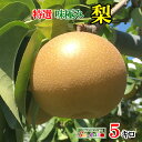 9月中旬〜下旬　特選 梨 南水　減農薬 長野県産 5キロ　レビューを書いたら200円クーポン