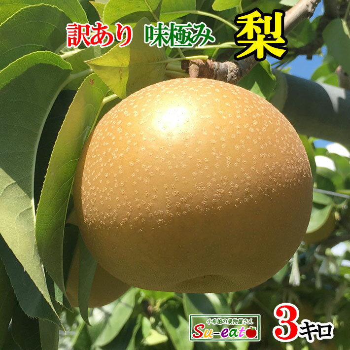 本日限定10%OFF 9月上旬〜中旬　幸水　梨　訳あり減農薬 長野県産 3キロ　レビュー...