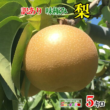 8月下旬発送 梨 幸水　豊水　訳あり　減農薬 長野県産 5キロ　おまけ付き　レビューを書いたら200円クーポン