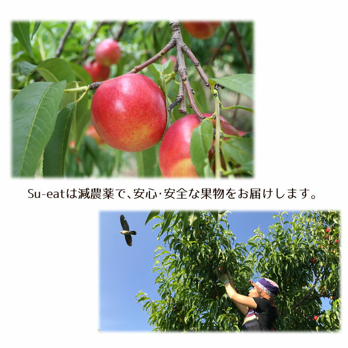 8月中旬〜下旬 ネクタリン フレーバートップ 訳あり 減農薬 長野県産 2キロ　レビューを書いたら200円クーポン