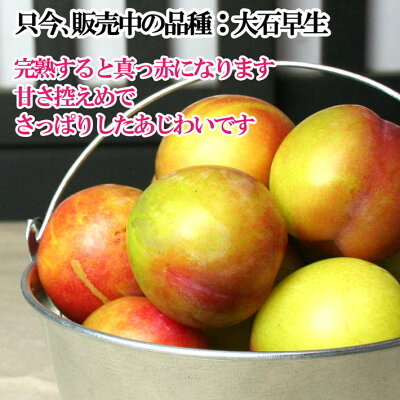 最安値朝獲れプラム紅りょうぜんソルダムすもも減農薬長野県産産地直送鮮度抜群2キロ