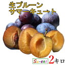 8月上旬〜中旬 生プルーン サマーキュート 減農薬 長野県産 2キロ レビューを書いたら200円クーポン