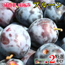 8月下旬発送　生プルーン　くらしま早生　 減農薬 長野県産 2キロ　レビューを書いたら200円クーポン