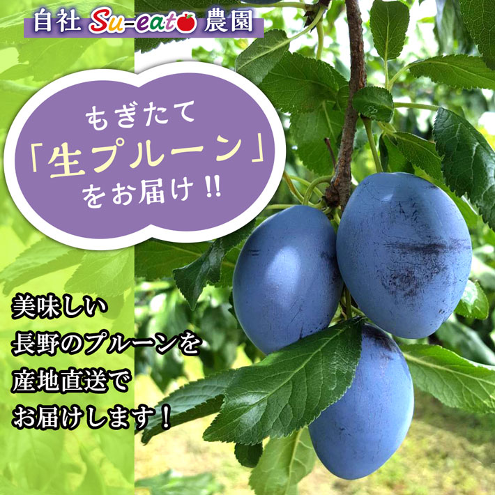 8月中旬〜下旬　生プルーン　くらしま早生　 減農薬 長野県産 2キロ　レビューを書いたら200円クーポン