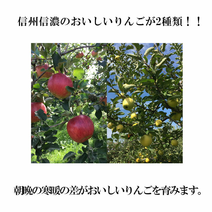 10月中旬〜下旬　訳ありりんご シナノスイート・シナノゴールド セット 減農薬 長野県産 送料無料 10キロ　レビューを書いたら200円クーポン