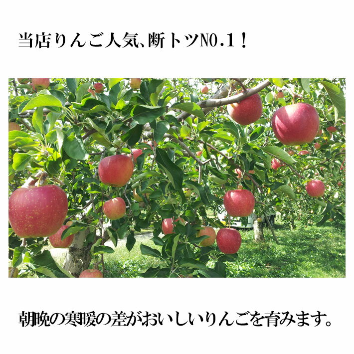 10月中旬〜下旬　特選　シナノスイート　りんご 減農薬 長野県産10キロ　レビューを書いたら200円クーポン