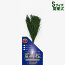 プリザ 「関東式プリザーブド 荒神松 Sサイズ」 仏花 御供 お供え 周忌 四十九日 法要 供花 葬儀 お盆 お彼岸 A&K【AK】[KKJ-01S]