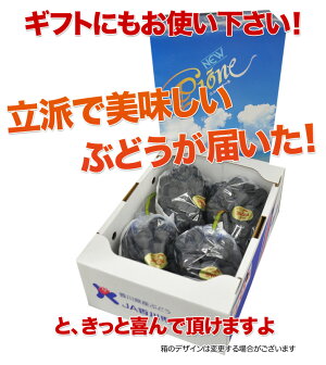 【送料無料】黒くて大粒!種無し高級ぶどう「ピオーネ(ニューピオーネ)」2kg