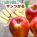 【今はサンつがる】 長野県 志賀高原産 りんご サンつがる 津軽 ツガル 新物 1.5kg 8玉 1.8kg 10玉 5kg 18~23玉 10kg 36~46玉 ケース販売 箱売り リンゴ 林檎 お花のおまけ付き ご家庭用 ご自宅用 訳アリ 訳あり 【BO】