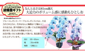 送料無料フラワーギフト★稀少な胡蝶蘭『ブルーエレガンス』『パープルエレガンス』色が選べる胡蝶蘭2本立ち◆お祝いに、開店祝いに、ギフトに