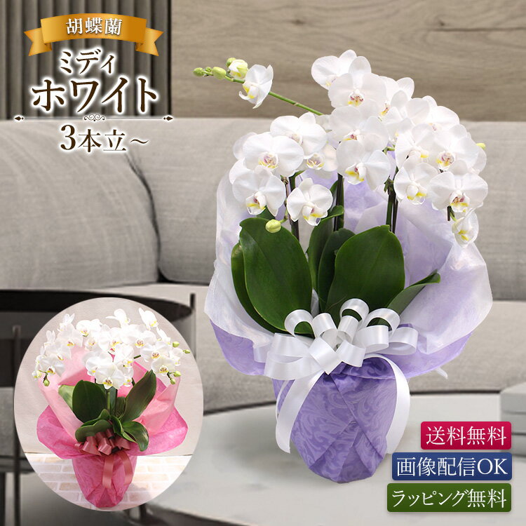 【11時までのご注文で当日出荷】胡蝶蘭 ミディホワイト 3本立以上 画像配信 白 ホワイト 開店 周年 就任 開院 開業 オープン 受賞 個展 新築 お誕生日 お供え 法要 法事 長寿 父の日 愛妻の日 ラッピング無料 立札 お祝い ギフト プレゼント 鉢植え [胡蝶蘭 ミディホワイト]