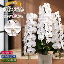 【11時までのご注文で当日出荷】胡蝶蘭 白3本立 42輪以上(つぼみ含む)画像配信 大輪 開店 周年 就任 昇進 選挙 当選祝 開院 開業 受賞 個展 お誕生日...