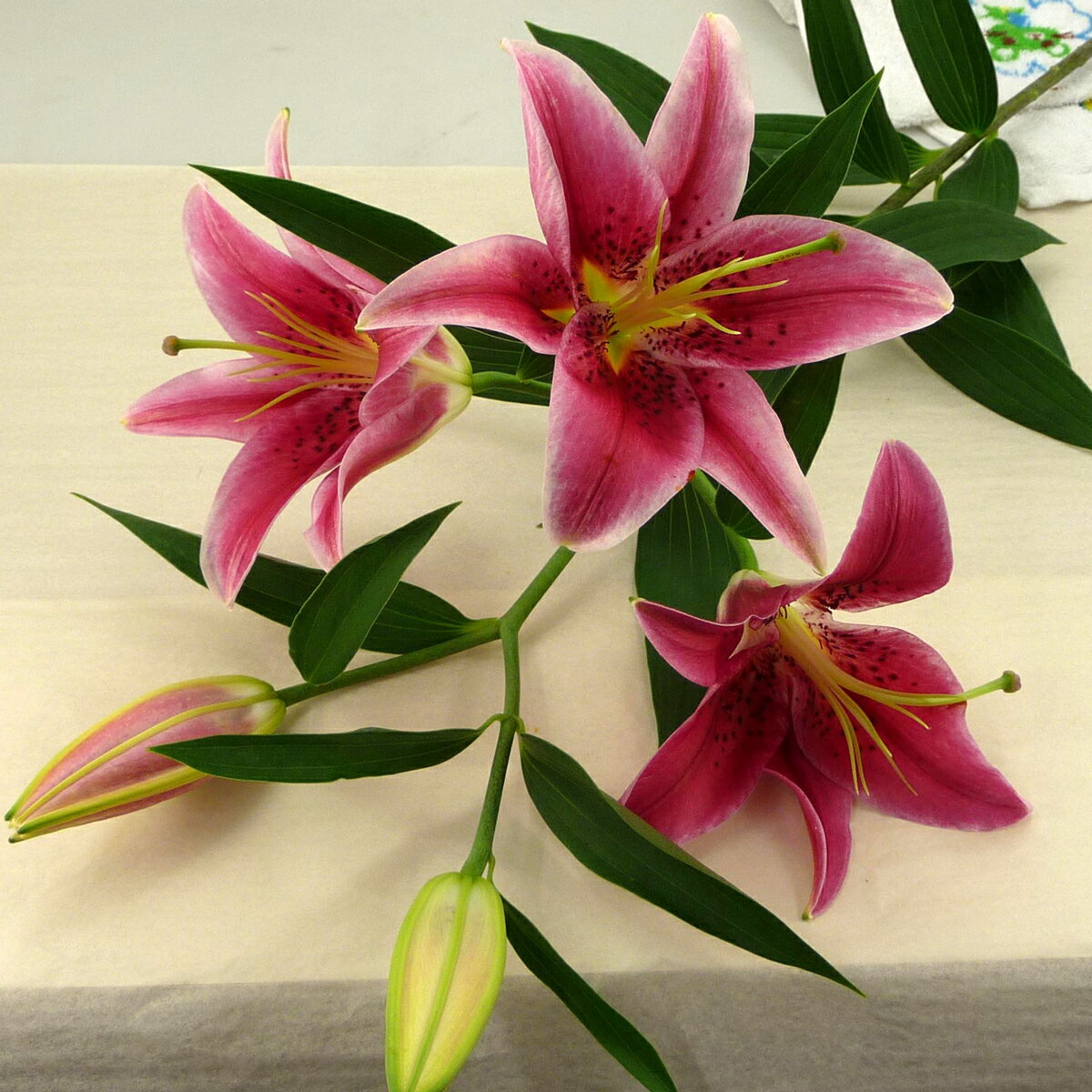 切り花 ハイブリッドユリ ピンク 1本 お色おまかせ切花 生花 HBユリ 【JF】 [切り花/ユリ（ピンク）1本]