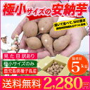 安納芋 種子島産 極小サイズ 送料無料 訳あり・5kg さつ...