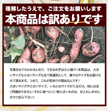 安納芋 種子島産 送料無料 訳あり 無選別 10kg さつまいも 焼き芋 はもちろん干し芋にも 翌日お届け