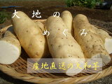 ★千葉特産 大和芋 1箱4キロ★自然薯のような粘り