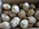 千葉茨城産新じゃが芋特大サイズ8kg家庭用
