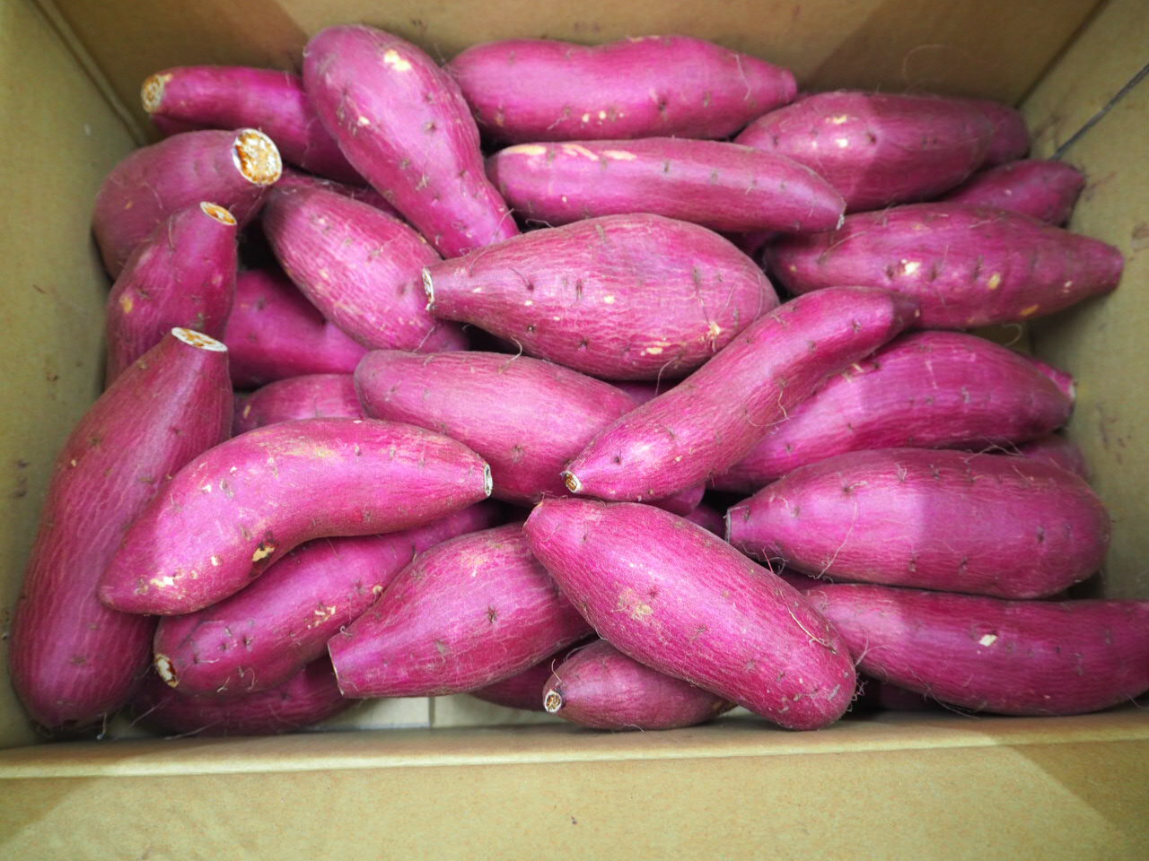 新物千葉茨城紅はるか 1箱7kg小家庭用