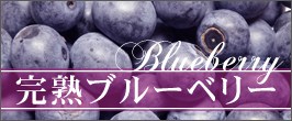千葉産完熟ブルーべり1箱1500g(150g×10p)