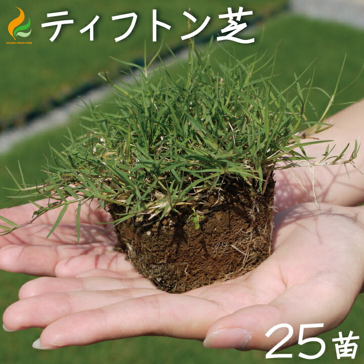 ［生産者直送］セダム　メキシコマンネングサ　9cmポット 10個グランドカバー 植栽　［IO］