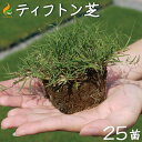 ティフトン芝 ポット苗(キューブ苗)【25苗(5平米分)】 ティフトン芝419 暖地型西洋芝生 芝生 ティフトン 自社生産 暖地型芝生 ゴルフ場 補植 校庭 ...