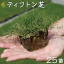 ティフトン芝 ポット苗（キューブ苗）【25苗（5平米分）】 ティフトン芝419 　暖地型西洋芝生 芝生 ティフトン 自社生産 暖地型芝生 ゴルフ場 補植 校庭 競技場レビューを書いて次回使えるクーポンプレゼント！