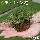 ティフトンポット苗（キューブ苗）ティフトン41925苗5平米分暖地型西洋芝生: