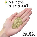 芝生 種 オーバーシード用芝の種 ペレニアルライグラス（種）500g （少量タイプ）ティフトン芝　少スペース　常緑　オーバーシード　冬芝種　追い撒き用　芝生種 エバーグリーン ティフトン お彼岸頃 冬芝 冬も緑 ウィンターオーバーシード 芝の種 種まき 発芽 追い巻き