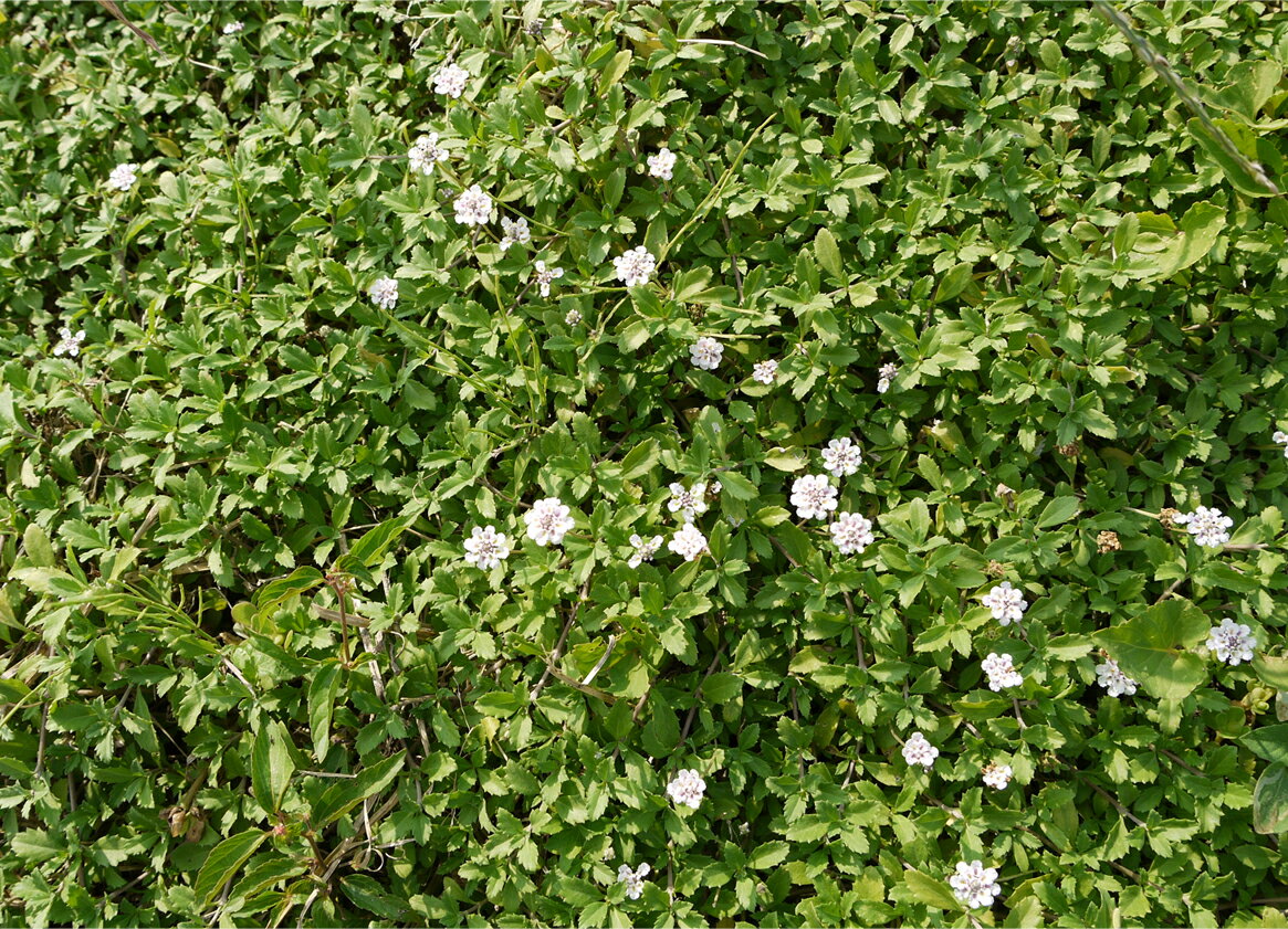 ヒメイワダレソウの情報まとめ 気になる花期や性質 耐寒性などをご紹介 暮らし の