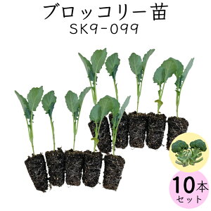 【送料無料】ブロッコリー苗 SK9-099 10苗セット お家で野菜を育てよう 家庭菜園 野菜苗 少量 春ブロッコリー