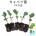 【送料無料】キャベツ苗 YR天空 5苗セット お家で野菜を育てよう 家庭菜園 少量生産 きゃべつ 野菜苗 その1