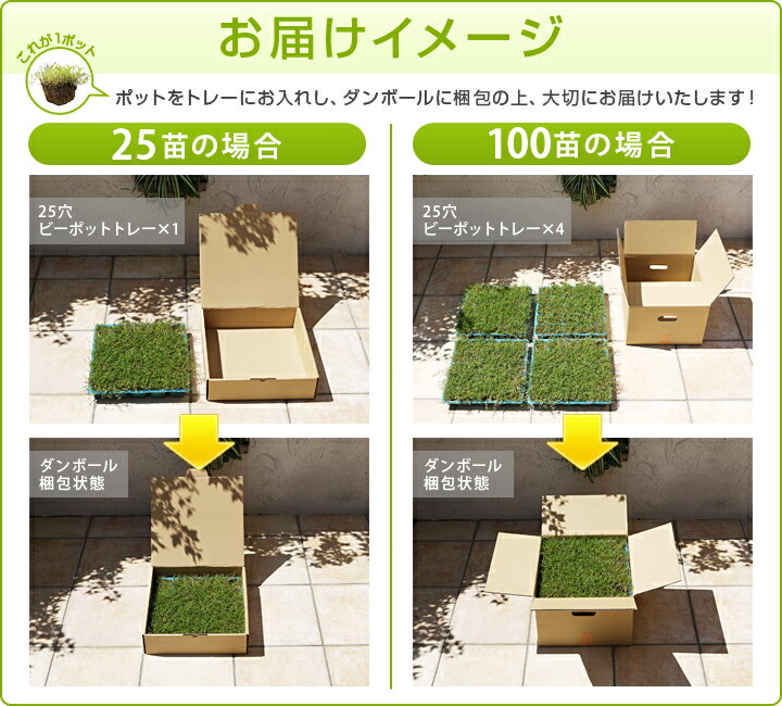 ティフトン芝 ポット苗（キューブ苗）【100苗 （約20平米）分】 ティフトン芝419　暖地型西洋芝生 芝生 ティフトン 芝苗 芝生苗 校庭緑化 公園緑化:レビューを書いて次回使える割引クーポンプレゼント！