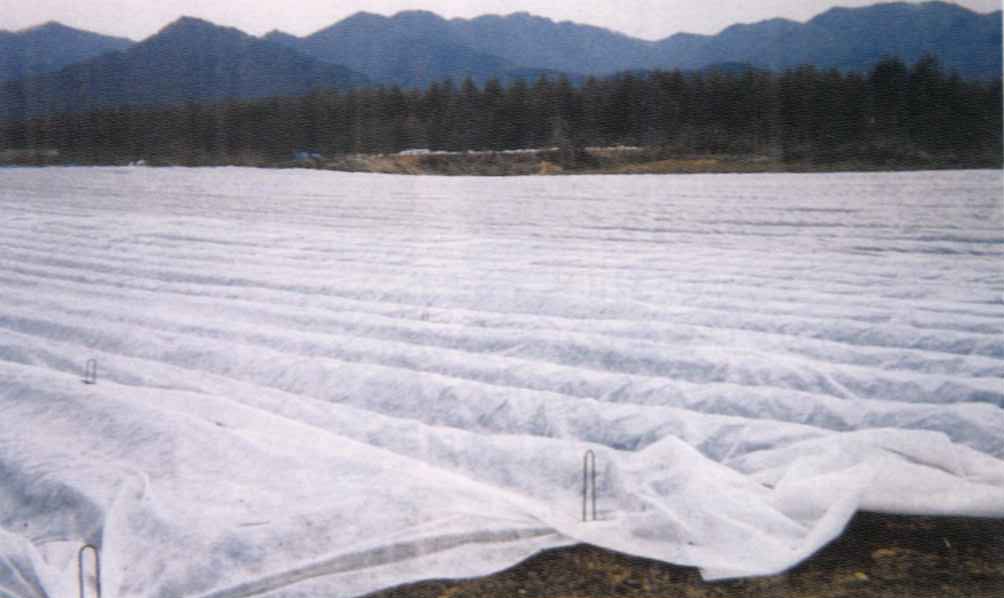 楽天農家の店　みのり農業用不織布　120cm×50m【直送品　代金引換不可】