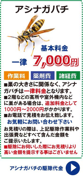 bees knees oneのアシナガバチ駆除　掛川市 菊川市 磐田市 森町 浜松市 島田市 袋井市 御前崎市 牧之原市 吉田町｜アングル3