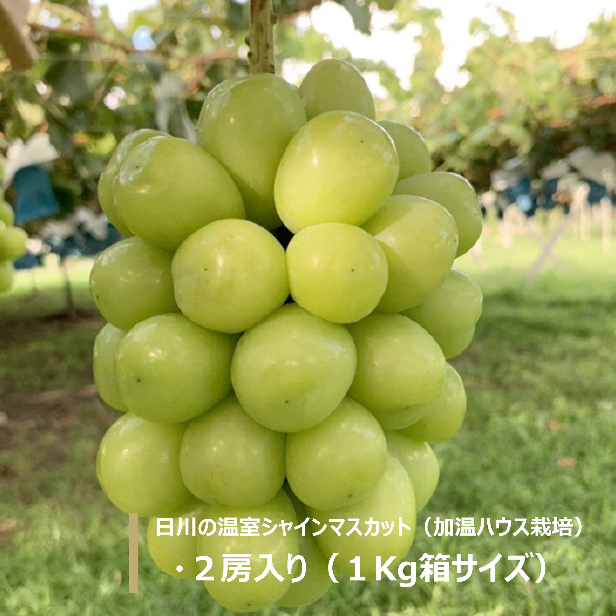 2024年6月発送【世界農業遺産認定】もぎたて新鮮！日川の温室シャインマスカット2房入り（1kg箱）種なし【アン山梨のフルーツ】のサムネイル