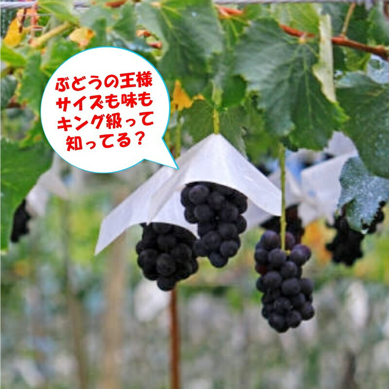 「ぶどうの王様」山梨県産【 日川の巨峰 】8月中旬頃より発送予定＜YUM NOSH＞