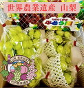 【6月中旬頃から発送】【 世界農業遺産 認定 】山梨 甘い 温室シャインマスカット (1~2房) 種なし 皮ごと食べられる!もぎたて新鮮 ぶどう園 贈答用 葡萄 おいしい ぶどう 葡萄 特秀 高級 フルーツ 冬 ギフト 贈り物 贈答品 産地直送 送料無料!