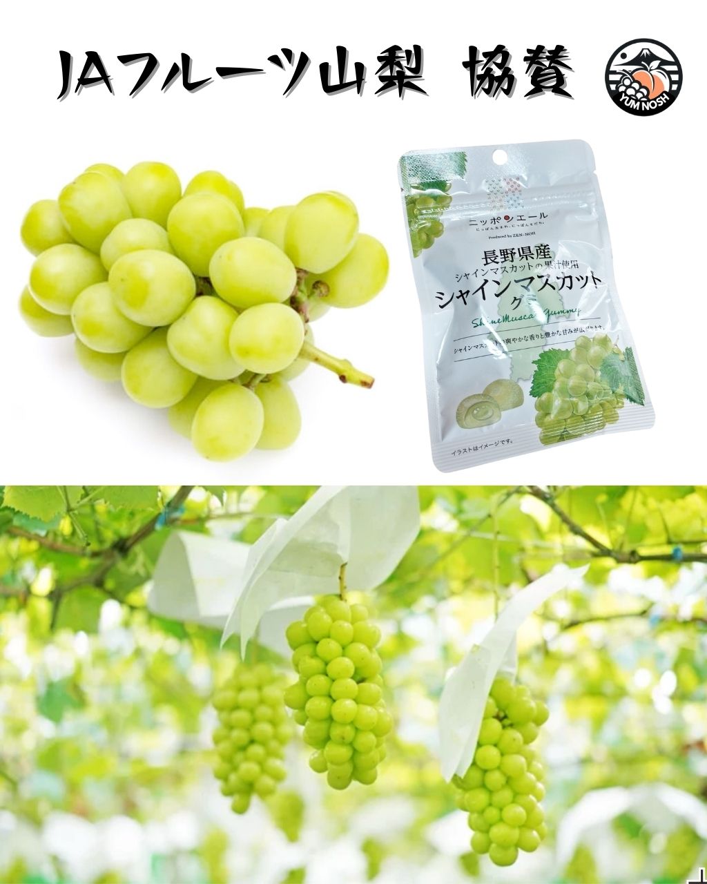 シャインマスカット 世界農業遺産 山梨 長野 高級 ぶどう ギフト お歳暮 クリスマス お土産【 YUM NOSH 】