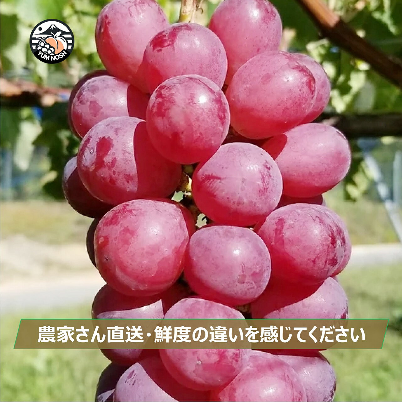 山梨県 日川 スカーレット ぶどう【 YUM NOSH 】【 世界農業遺産 認定 】 山梨プレミアム 葡萄セレクション おいしい ぶどう 高級 フルーツ ギフト 贈り物 贈答品 産地直送 送料無料
