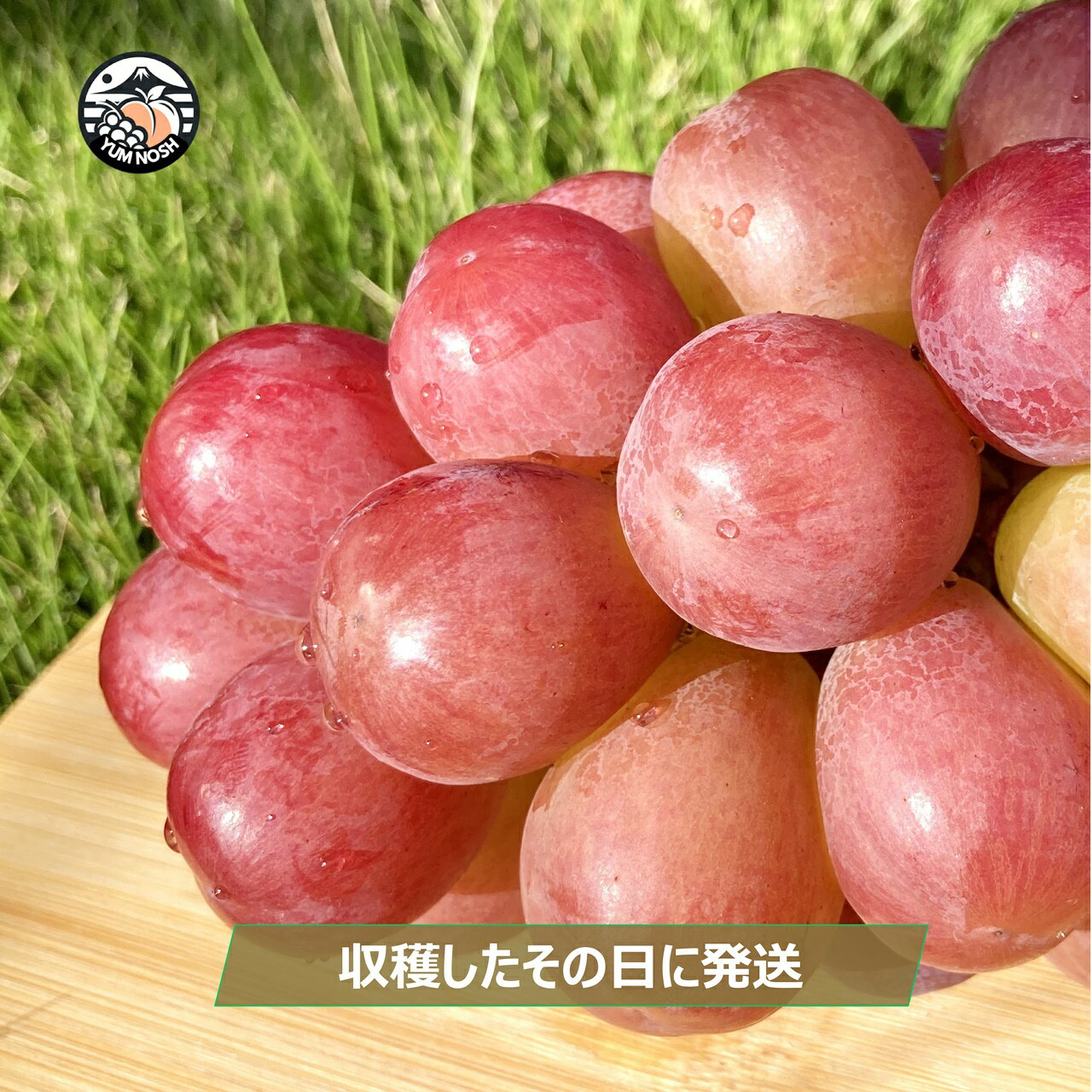 南アフリカ産 グレープフルーツ レッド 15個入り約4.9kg|赤肉 ルビー