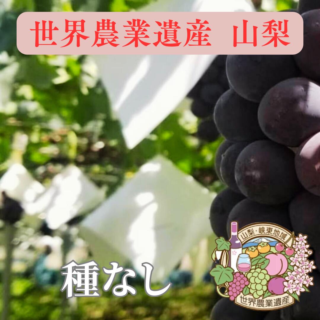 特撰 山梨県 マスカットベーリーA 4キロ箱入(8〜12房入り)【 世界農業遺産認定 】【 YUM NOSH 】【 産地直送 】【 ギフト 】【 赤ワインの原料 】【 濃厚 】【 ほどよい酸味 】【 大粒 】【 9月中旬頃より発送 】