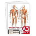 ラウンドフラット 筋肉まるわかりマップ(両面イラスト6枚セット)