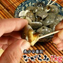 【居酒屋のつぶわさ 500g】 つぶ貝 海鮮珍味 高級珍味 珍味 酒の肴 酒のつまみ 酒のあて お酒のおつまみ 高級おつまみ 粒貝 貝 わさび風味 ワサビ風味 日本酒 ビール 焼酎 に合う おつまみ 美味しい 美味しいもの お取り寄せグルメ 絶品