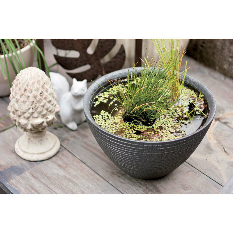 信楽焼水蓮鉢　（シェル）