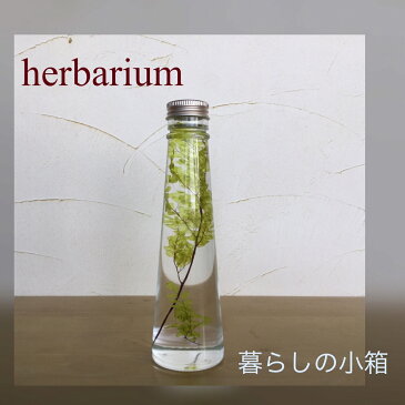 herbarium〜プレゼントに癒しのお花〜『ハーバリウムフラワー』ミニコーンボトルアジアンタム・ライムグリーンハーバリウム フラワー雑貨 ビン ガラス瓶 ガラスビン おしゃれ オシャレ かわいい カワイイ