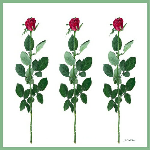 大判ハンカチ 薔薇柄 3本の薔薇 小林美子バラ 赤 薔薇 ハンカチ レディース 花柄 花 大判 水彩画 植物画 ボタニカルアート スカーフ おしゃれ かわいい 大きめ 綿100 綿100% 綿 コットン100% ハンカチーフ 母の日 可愛い お洒落 プレゼント 贈り物 ラッピング無料