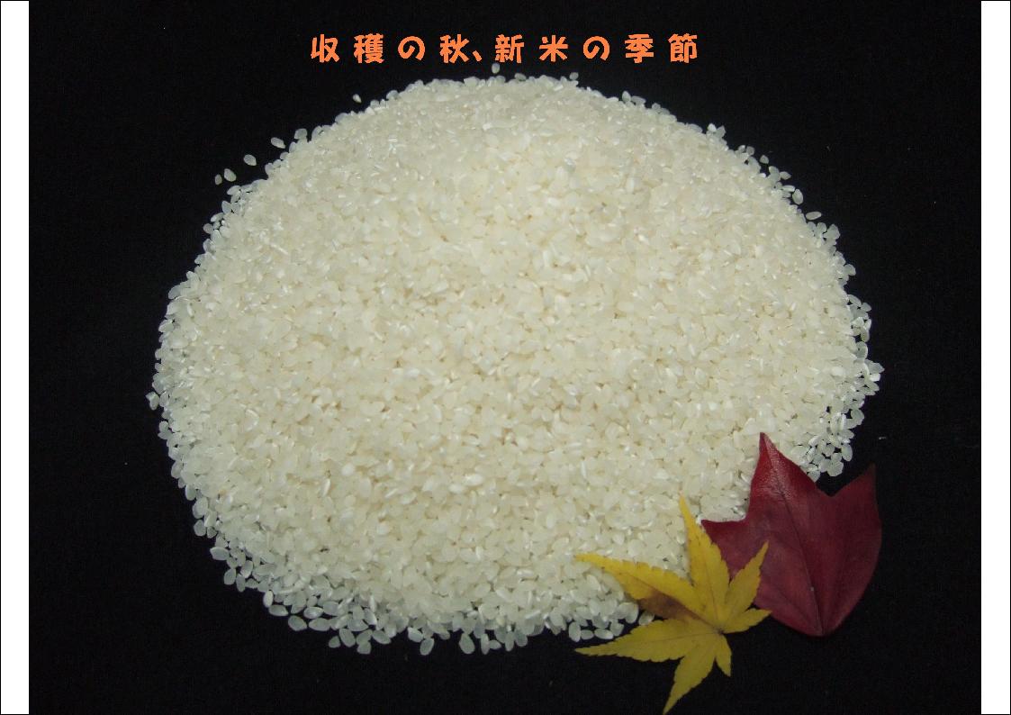 新潟県産 特別栽培米 玄米 コシヒカリ 5kg 令和 5年産（減農薬・減化学肥料栽培米） 2