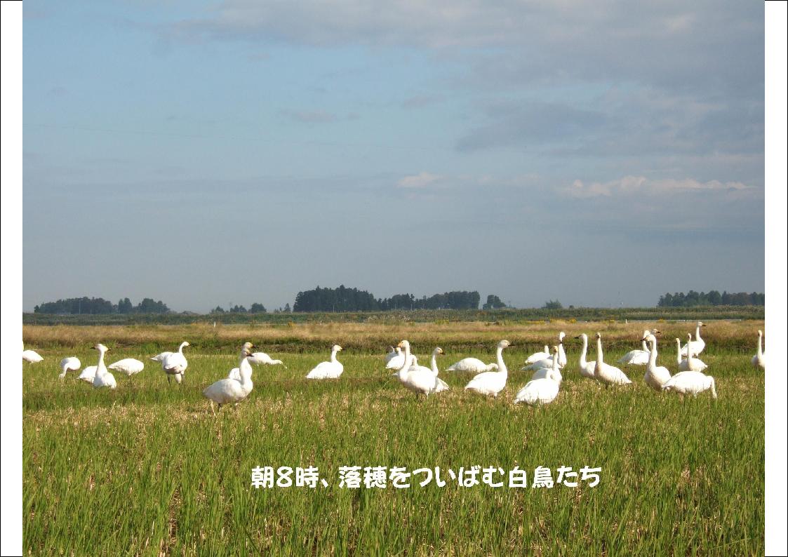 新潟県産 特別栽培米 発芽玄米 コシヒカリ（黒豆入り）1kg 令和2年産